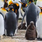 Kalandtúra Tűzföldtől Patagóniáig – 3. rész: Irány a Magellán-szoros!