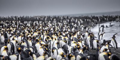 Antarktisz hajóút – Expedíció a Déli-sarkkör mentén