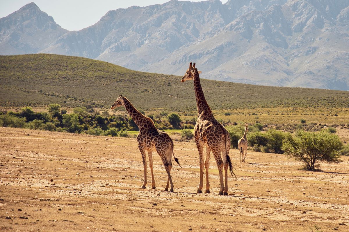 Dél-afrikai Köztársaság: Johannesburg – Pretoria – Dinokeng Természetvédelmi Terület