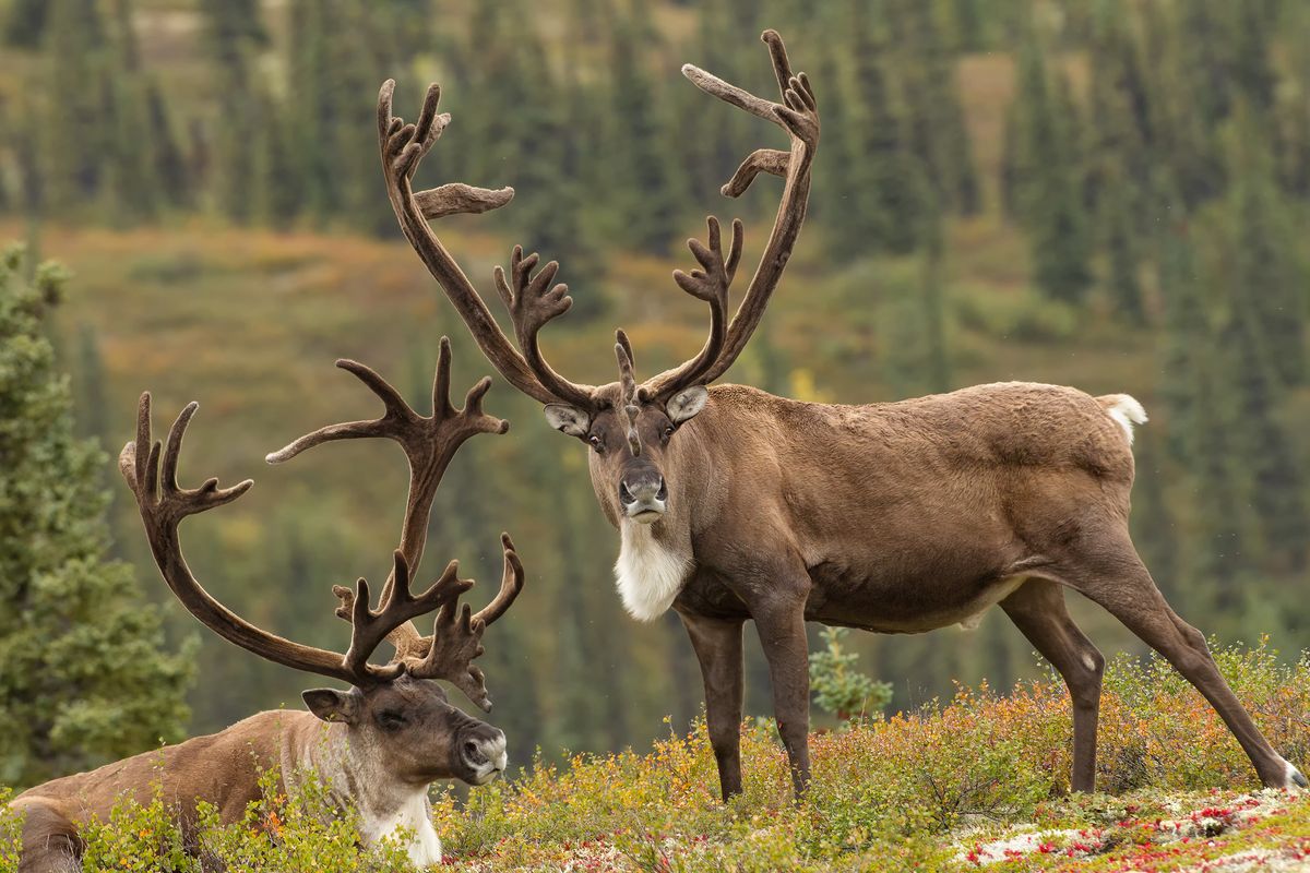 Denali Nemzeti Park