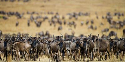 Kenya szafari – A nagy afrikai állatvándorlás a Mara-folyón