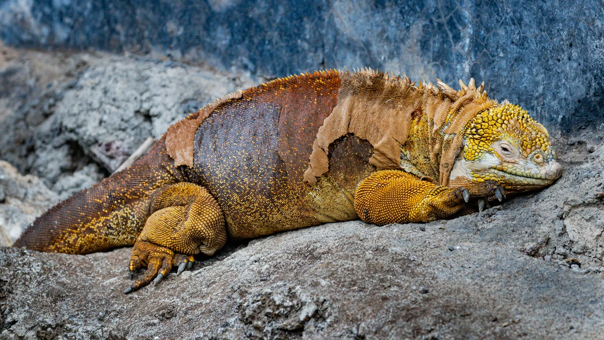 Santa Cruz sziget – Déli-Plaza- vagy Santa Fé-szigetek hajókirándulások