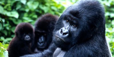 Uganda szafari – Hegyi gorillia és csimpánz túra