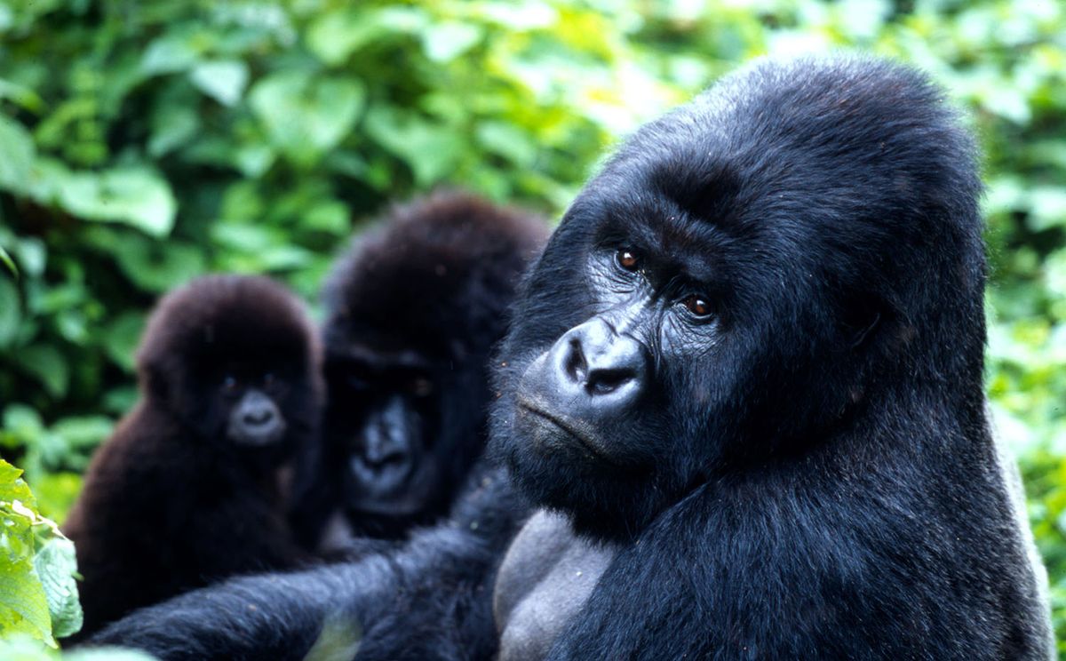 Bwindi Nemzeti Park – hegyi gorilla túra