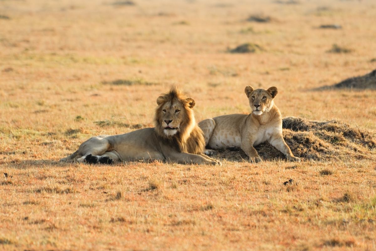 Kruger Nemzeti Park
