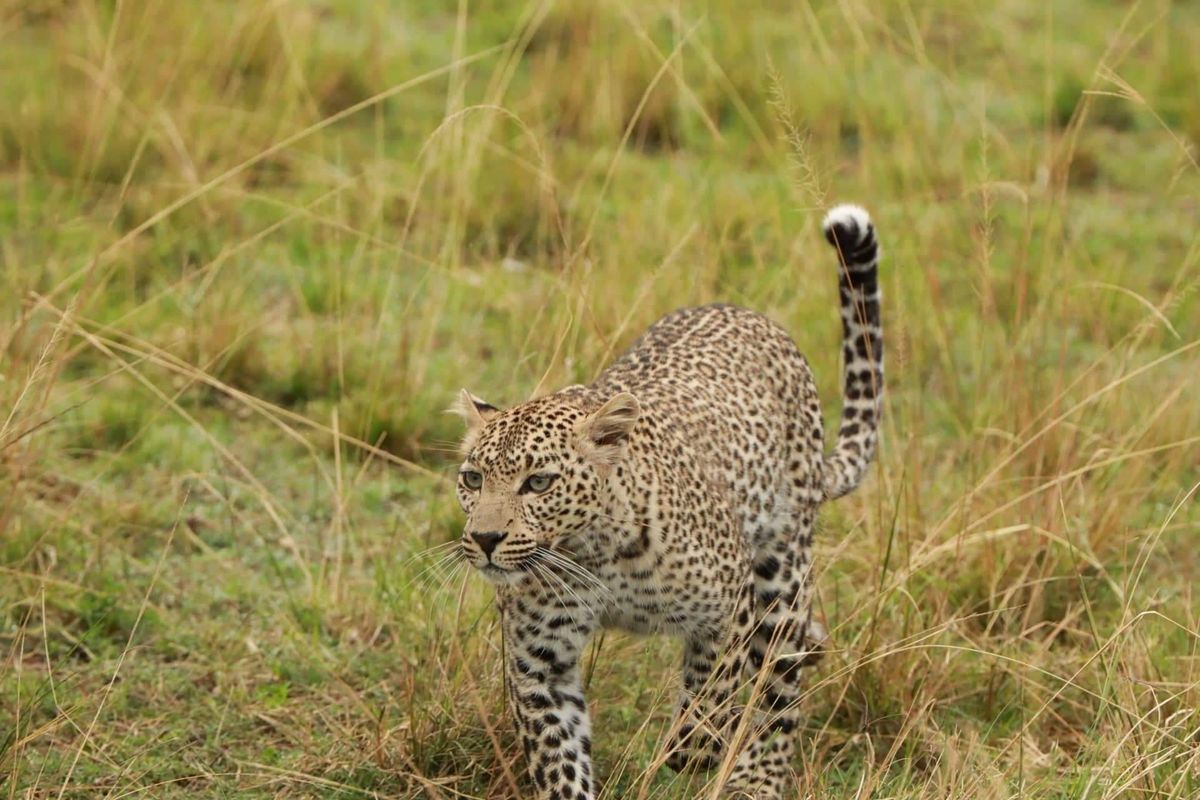 Blyde-kanyon – Kruger Nemzeti Park – vadles