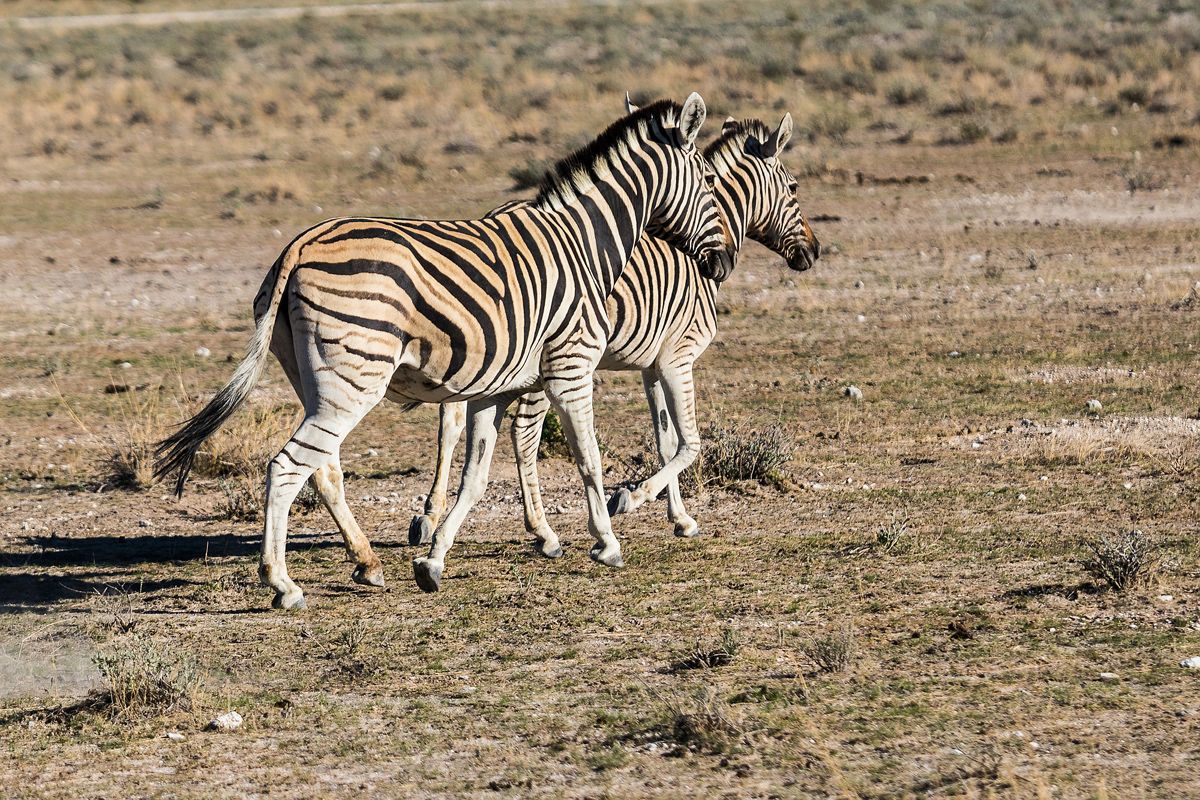 Caprivi-sáv – Etosha Nemzeti Park